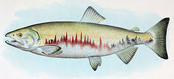 Image result for Oncorhynchus