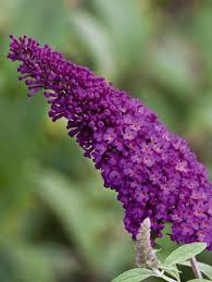Image result for Buddleja davidii