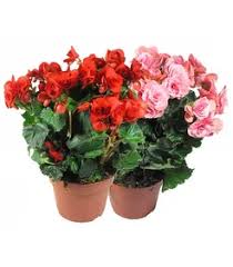 Image result for Бегония Элатиор 12х22 4601887072423