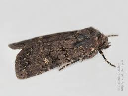 Attēlu rezultāti vaicājumam “Euxoa nigricans”