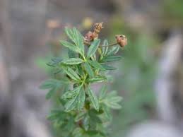 Attēlu rezultāti vaicājumam “Pentaphylloides fruticosa leaf”