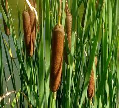Attēlu rezultāti vaicājumam “Typha angustifolia  fruit”