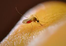 Attēlu rezultāti vaicājumam “Culex pipiens”