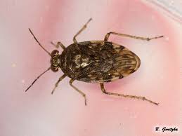 Attēlu rezultāti vaicājumam “Saldula saltatoria”