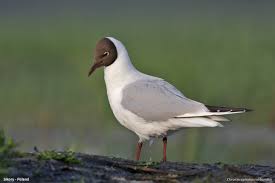 Image result for Chroicocephalus ridibundus