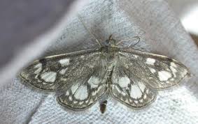 Attēlu rezultāti vaicājumam “Anania stachydalis”