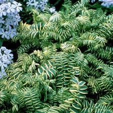 Attēlu rezultāti vaicājumam “Polemonium caeruleum flower”