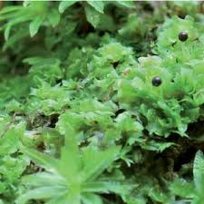 Attēlu rezultāti vaicājumam “Fossombronia wondraczekii”