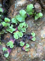 Attēlu rezultāti vaicājumam “Marchantiopsida”