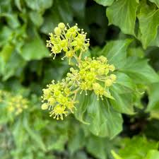 Attēlu rezultāti vaicājumam “Hedera helix  flower”