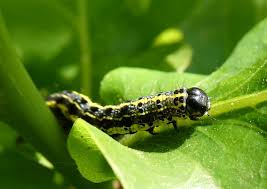 Attēlu rezultāti vaicājumam “Orthosia miniosa”