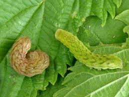 Attēlu rezultāti vaicājumam “Phlogophora meticulosa”