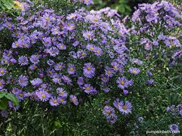 Image result for Aster novae-angliae
