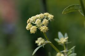 Attēlu rezultāti vaicājumam “Levisticum officinale flower”