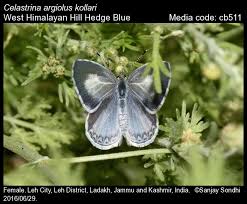 Attēlu rezultāti vaicājumam “Celastrina argiolus”