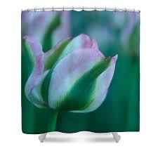 Attēlu rezultāti vaicājumam “Tulipa gesneriana”