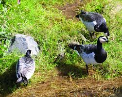 Attēlu rezultāti vaicājumam “Branta leucopsis”