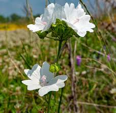 Attēlu rezultāti vaicājumam “Malva moschata flower”