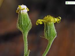 Attēlu rezultāti vaicājumam “Senecio viscosus flower”