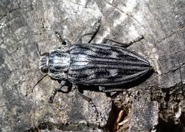 Attēlu rezultāti vaicājumam “Chalcophora mariana”