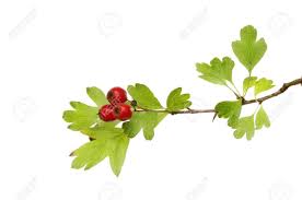 Attēlu rezultāti vaicājumam “Crataegus monogyna fruit”