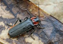Attēlu rezultāti vaicājumam “Cantharis fusca”