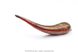 Attēlu rezultāti vaicājumam “Hirudinea”