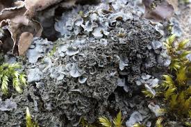 Attēlu rezultāti vaicājumam “Leptogium saturninum”