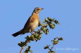 Attēlu rezultāti vaicājumam “Turdus pilaris”