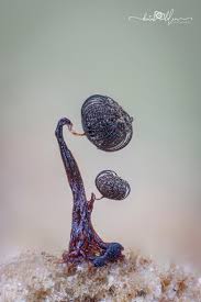 Attēlu rezultāti vaicājumam “Cribraria cancellata var. fusca spores”