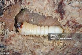 Attēlu rezultāti vaicājumam “Cerambycidae larva”