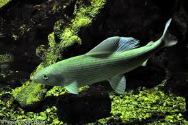 Image result for Thymallus thymallus