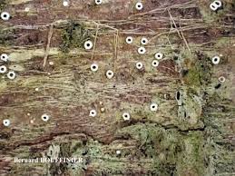 Attēlu rezultāti vaicājumam “Stictis”