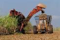 Farming & Agriculture: Brazil to cut ethanol content in gasoline ...