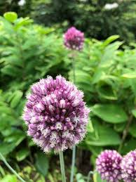 Attēlu rezultāti vaicājumam “Allium scorodoprasum”