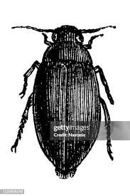 Attēlu rezultāti vaicājumam “Colymbetes striatus”