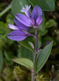 Attēlu rezultāti vaicājumam “Polygala vulgaris leaf”