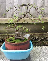 Attēlu rezultāti vaicājumam “Salix daphnoides subsp. acutifolia”