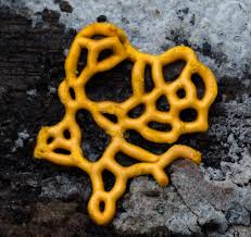 Attēlu rezultāti vaicājumam “Hemitrichia serpula”