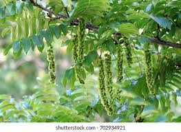 Attēlu rezultāti vaicājumam “Pterocarya fraxinifolia leaf”