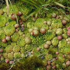 Attēlu rezultāti vaicājumam “Jovibarba globifera bud”