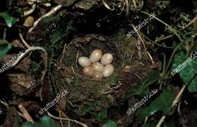 Attēlu rezultāti vaicājumam “Erithacus rubecula eggs”