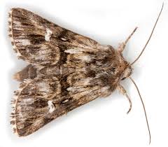 Attēlu rezultāti vaicājumam “Calophasia lunula larva”