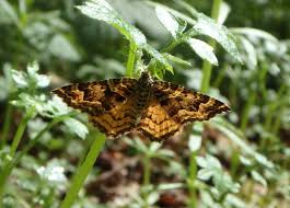 Attēlu rezultāti vaicājumam “Epirrhoe”