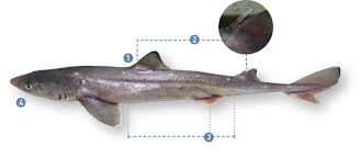 Image result for Squalus acanthias