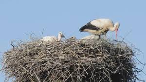 Attēlu rezultāti vaicājumam “Ciconia ciconia juvenile”