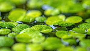 Attēlu rezultāti vaicājumam “Lemnaceae”