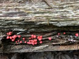 Attēlu rezultāti vaicājumam “Lycogala exiguum aggr. macro”