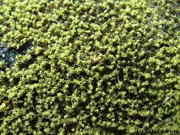 Attēlu rezultāti vaicājumam “Pottiales”