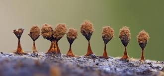 Attēlu rezultāti vaicājumam “Physarum leucophaeum stalked”